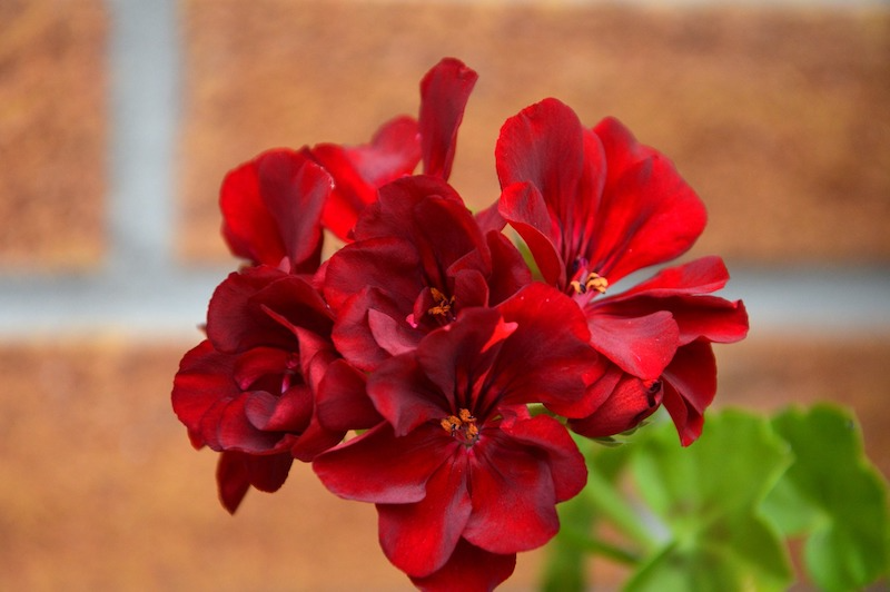 quand ressortir les geraniums magnifique geranium rouge