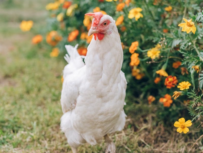 que faut il donner aux poules pour les faire pondre age comme facteur important pour la ponte