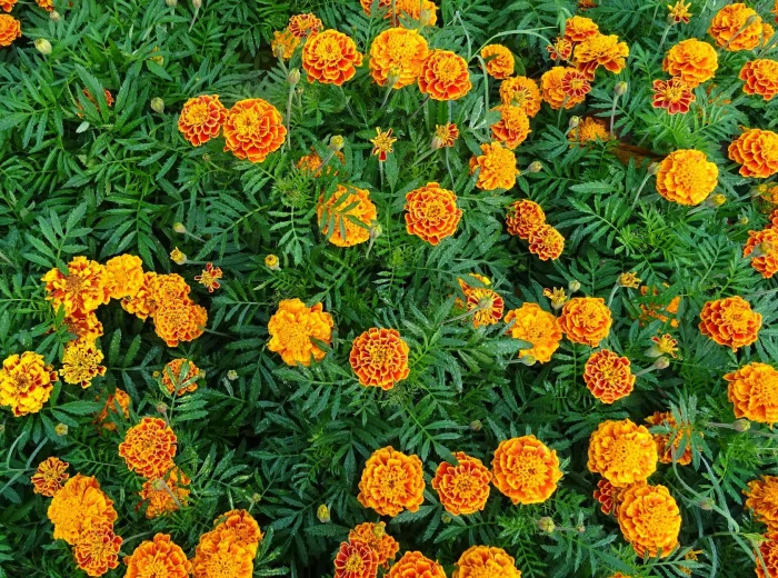 que planter au pied des tomates guide french marigold fleurs