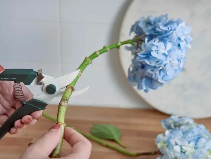 quelle glycérine pour stabiliser les fleurs des hortenisas blues coupes par une main