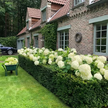 quelle plante fleurie choisir pour une haie opaque