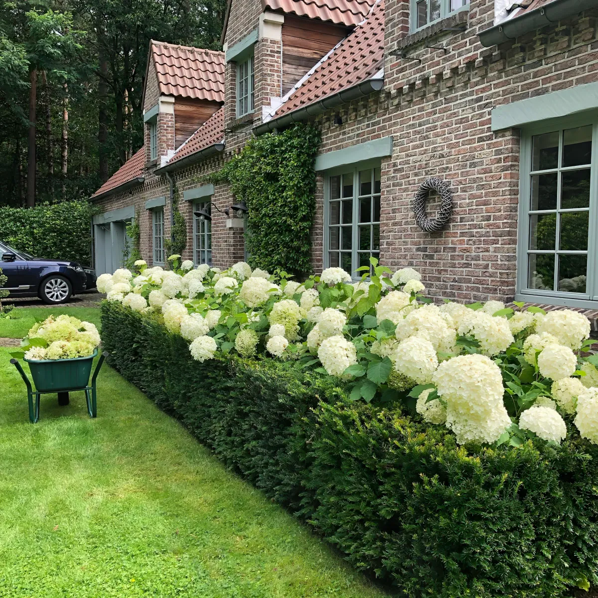 quelle plante fleurie choisir pour une haie opaque