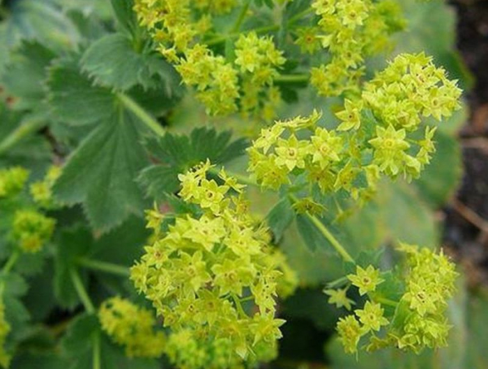 quelle plante pour mur vegetal exterieur alchemilla mollis