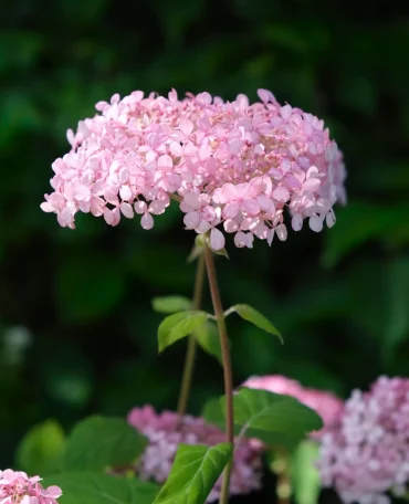 quelle variete d hortensia choisir pour son jardin