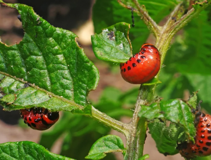 quelles fongycides sur les tomates scarabees