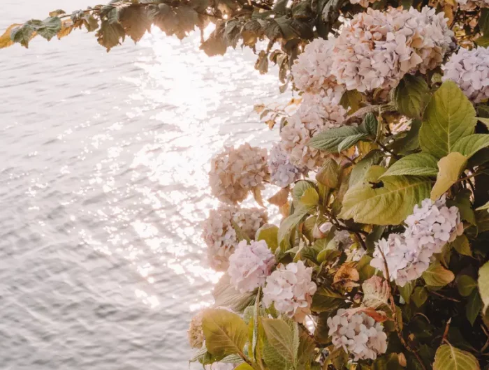 reflets soleil lumiere eau mer arbuste fleuri hydrangea rose