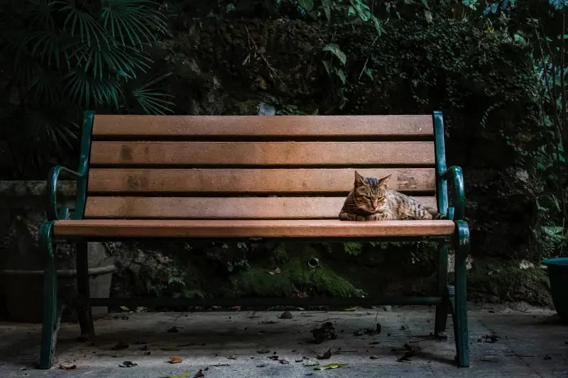 repulsif efficace chat un chat assis sur un banc
