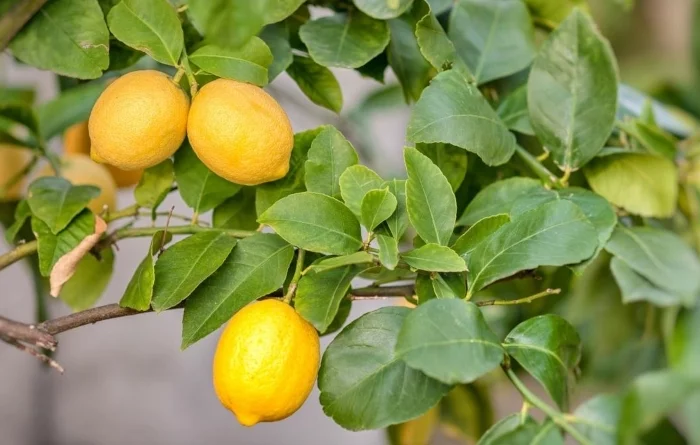 reussir la culture du citronnier conseils et astuces