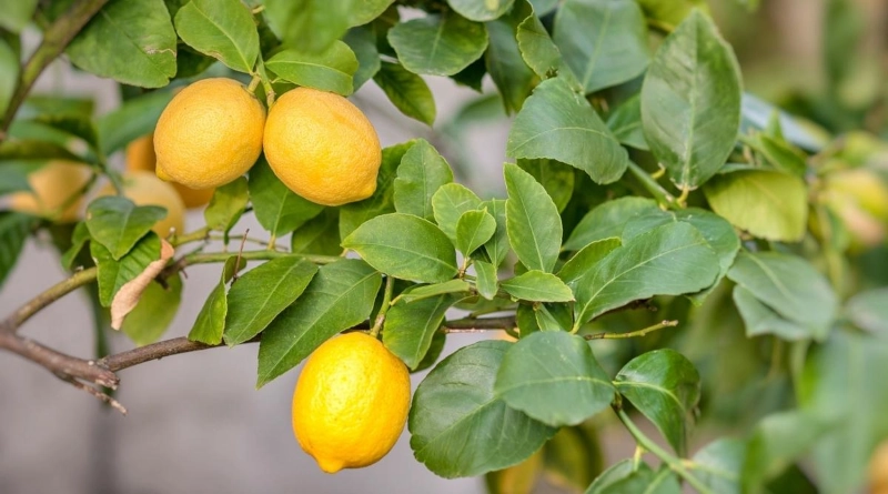 reussir la culture du citronnier conseils et astuces