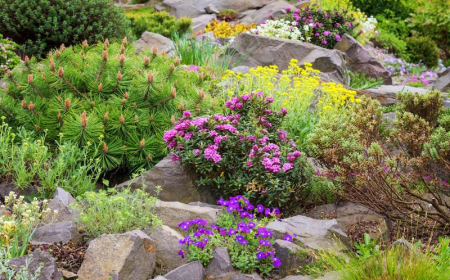 rocaille dans un jardin plantes fleuries et arbustes parmi des pierres