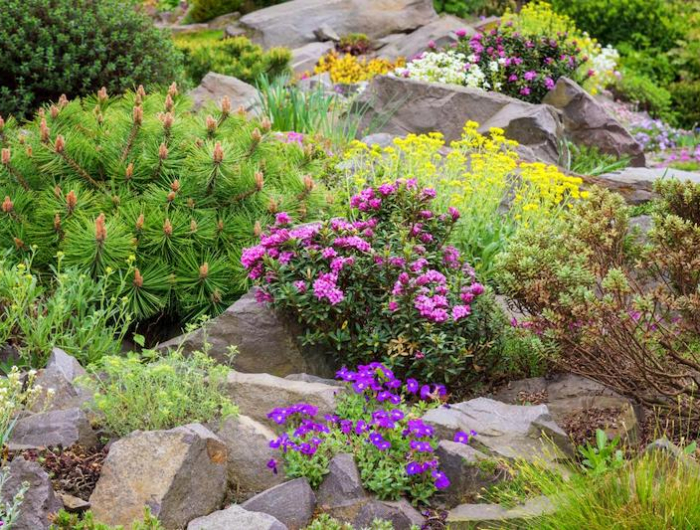 rocaille dans un jardin plantes fleuries et arbustes parmi des pierres
