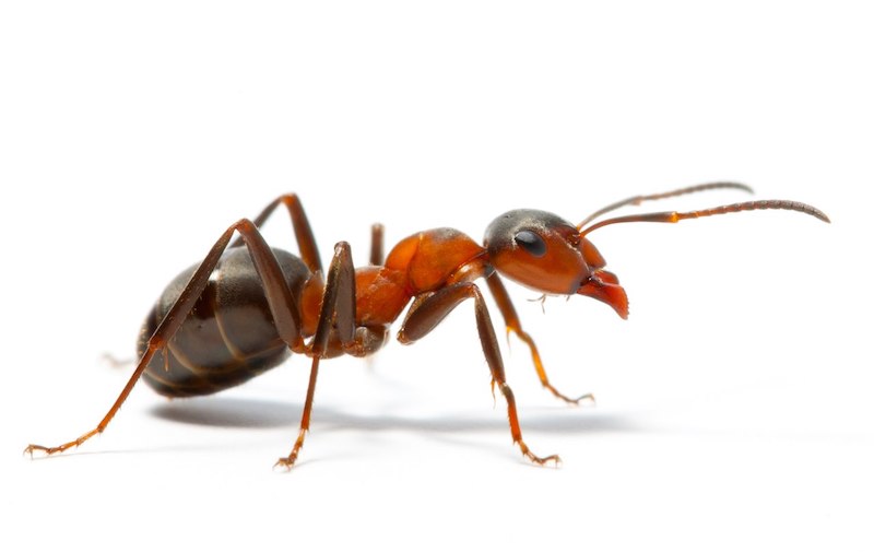 se debarrasser des fourmis rapidement une fois pour toutes un fourmi sur fond blanc