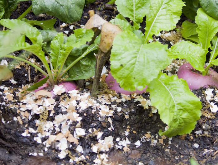 se debarrasser des limaces et escargots coquilles doeufs autour des racines de plantes