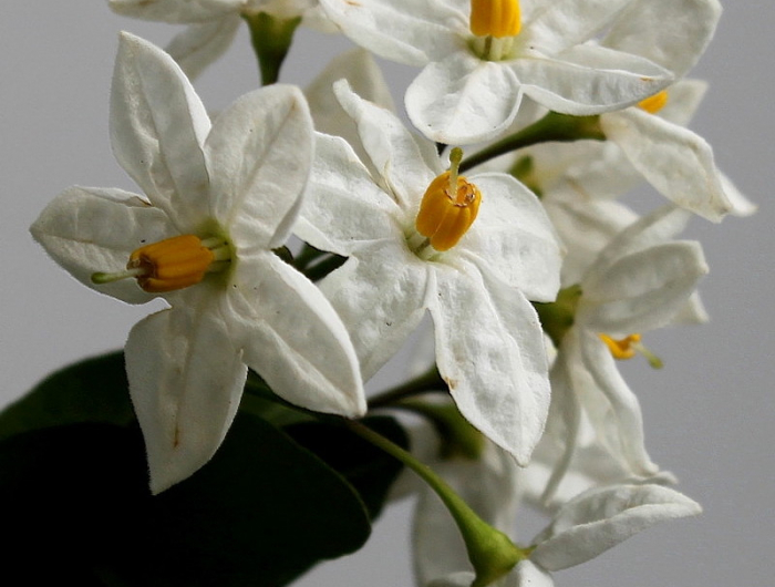 solanium jasminoides de magnifique fleurs blanches