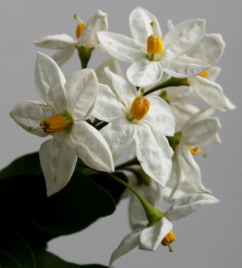 solanium jasminoides de magnifique fleurs blanches