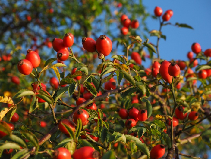 free image/jpeg resolution: 4608x3456, file size: 3mb, wild rose bush with fruits