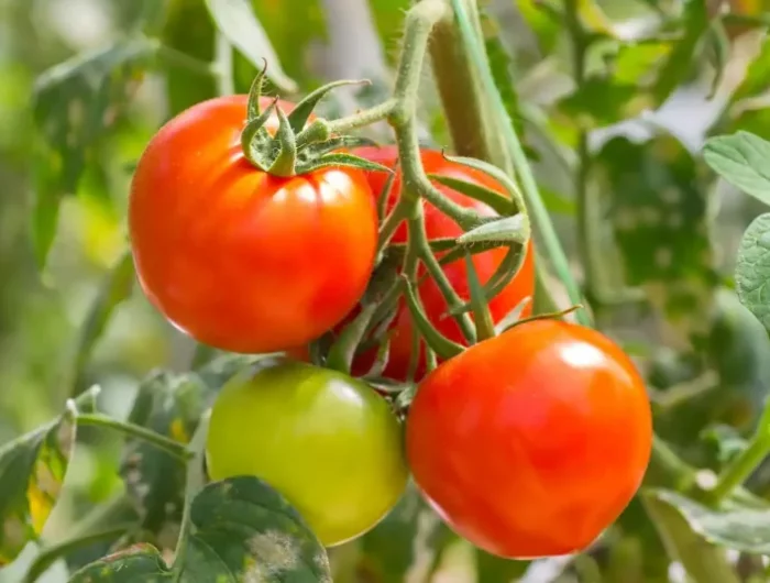stimuler la croissance des plants de tomates astuces