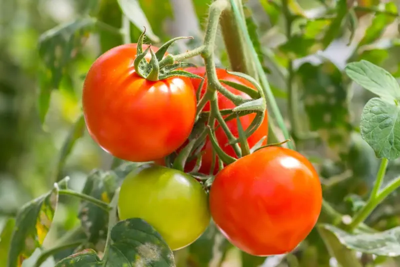 stimuler la croissance des plants de tomates astuces