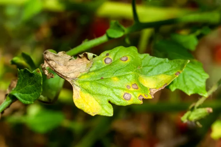 symptomes de caences tomates feuilles vertes et jaunes