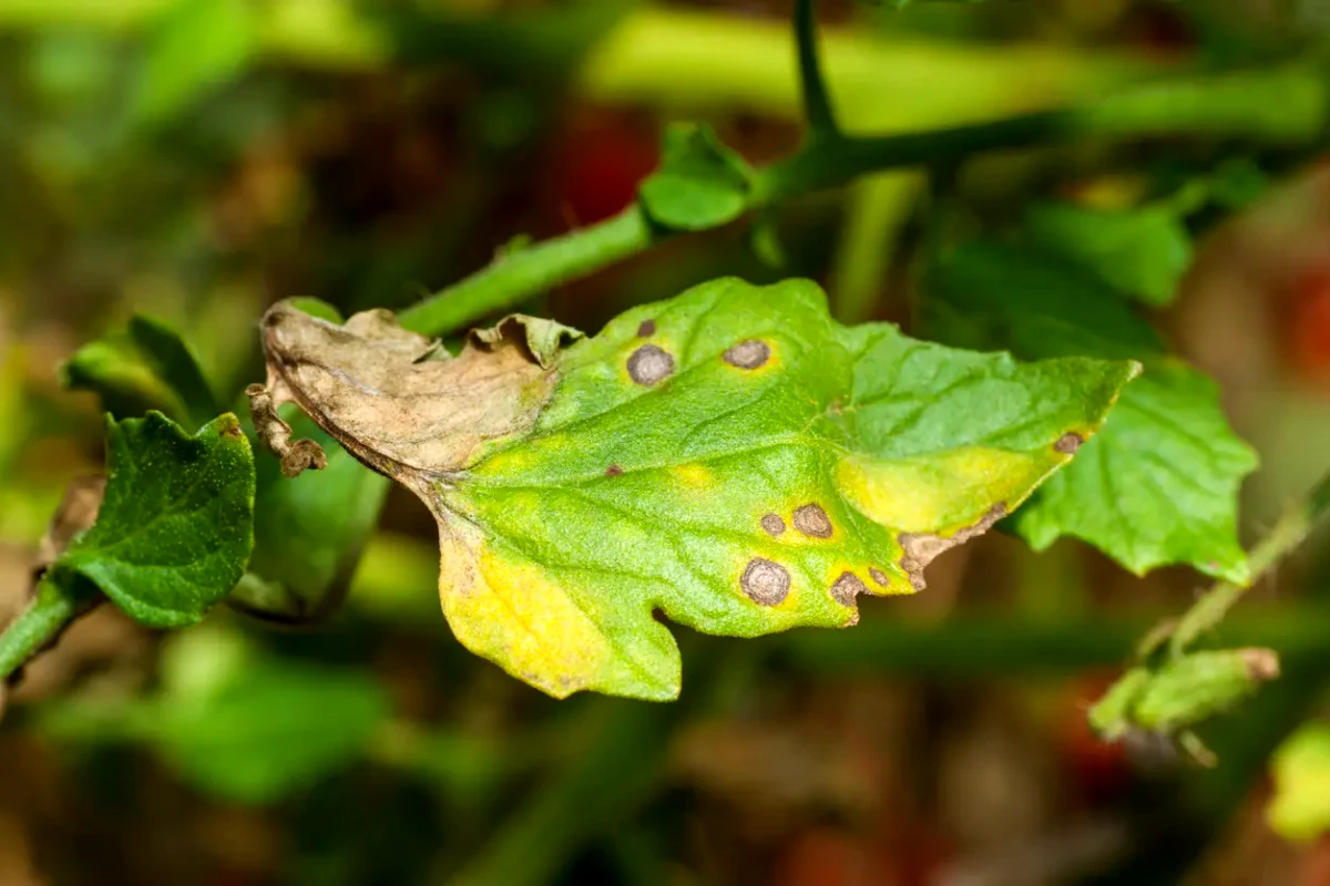 symptomes de caences tomates feuilles vertes et jaunes