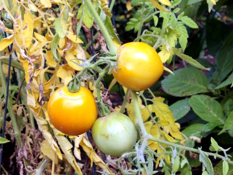 symtomes de carences en nutriments des tomates