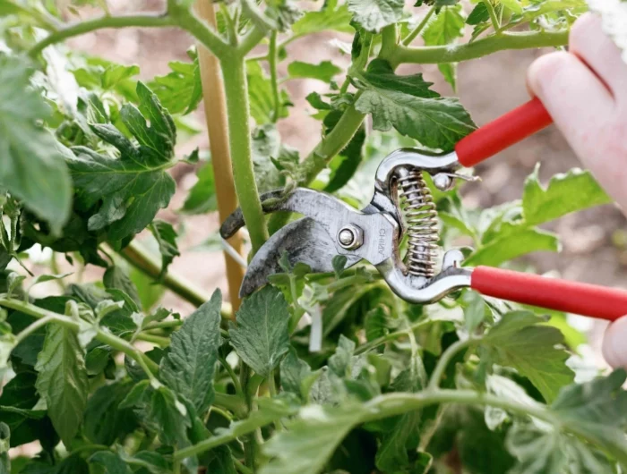 tailler les excroissances des plants de tomates
