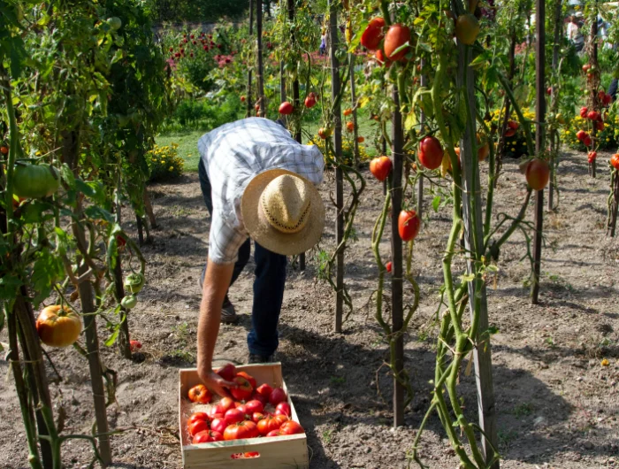 tomate recolte abondante conseils culture legumes jardin