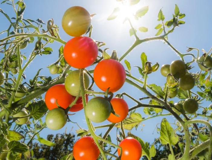 tomates jaunes et rouges au soleil
