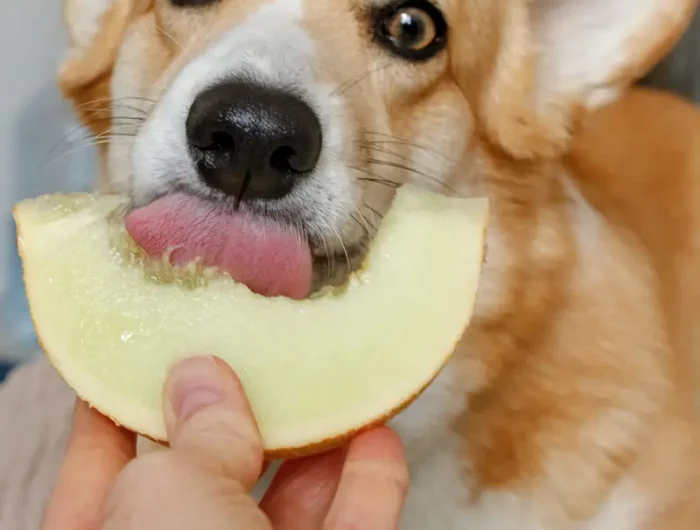 tranche de melon vert chien aliment ete choix fruit mur