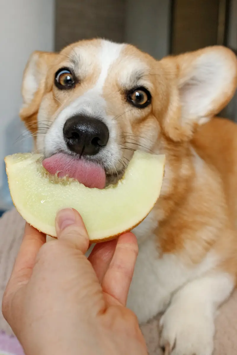 tranche de melon vert chien aliment ete choix fruit mur