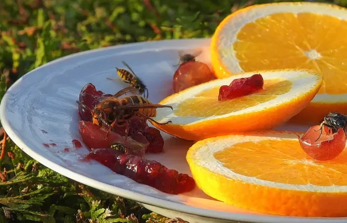 tranches d orange agrume fruits sucre assiettes insectes
