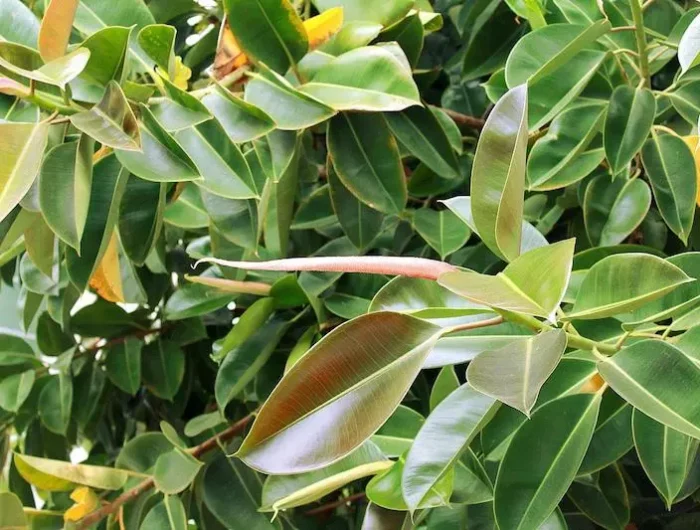 un ficus elastica avec de grosses feuilles bien vertes