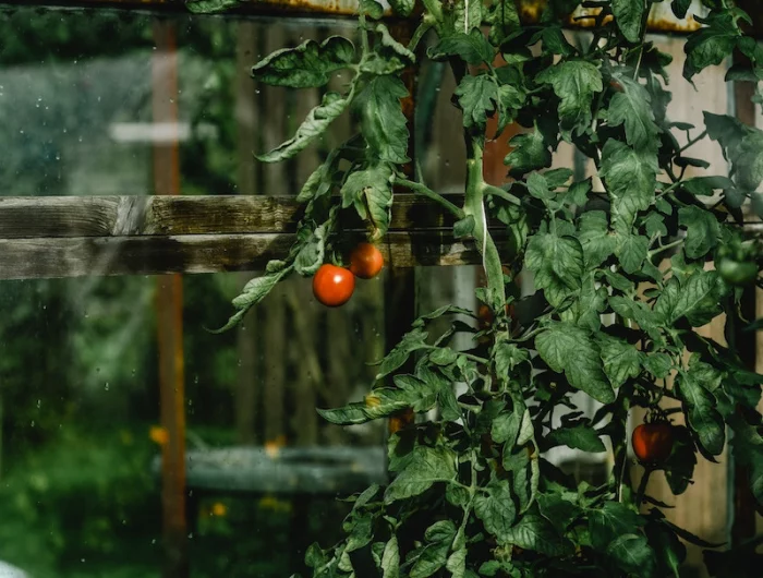 un grand plant de tomates rouges dans une serre