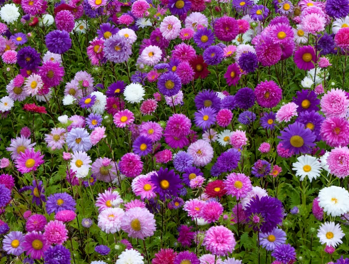 un jardin avec des asters de couleur blanche, rose mauve violette