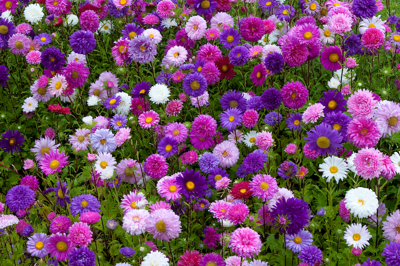 un jardin avec des asters de couleur blanche, rose mauve violette