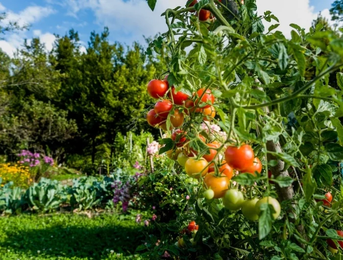 un jardin ensoleille avec une plantation de tomates des fleurs et des arbres en arriere plan