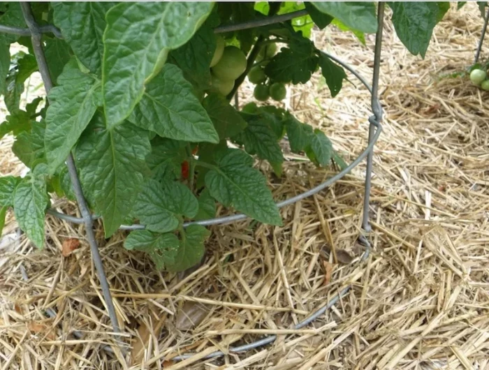 un paillage naturel pour des tomates