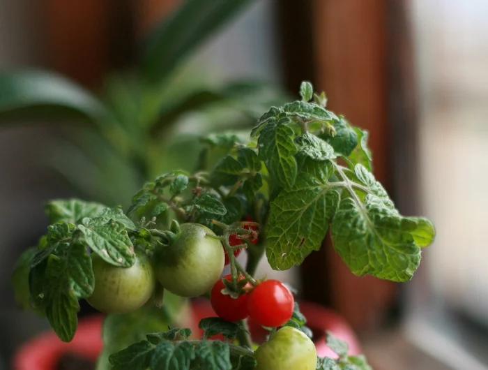 un plant de tomates en pot des tomates rouges et vertes