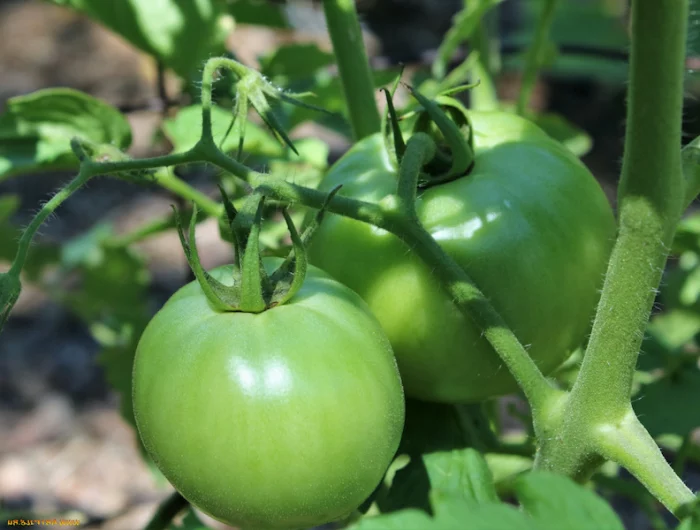 un plant de tomates vertes