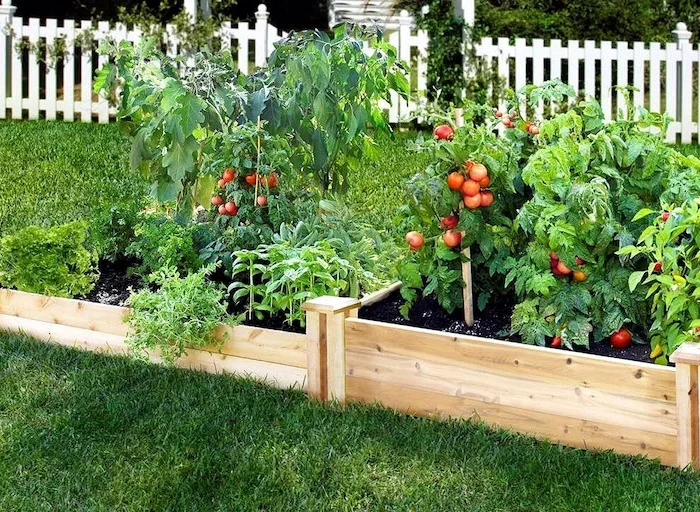 un potager de tomates rouges dans un jardin avec une pelouse verte