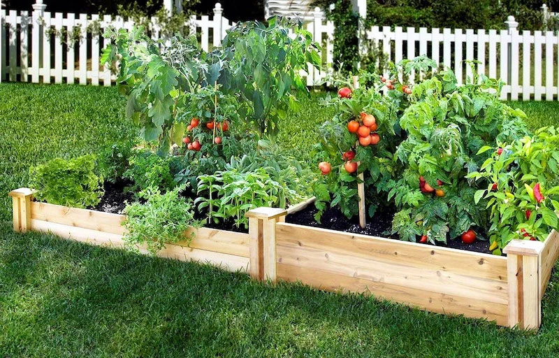 un potager de tomates rouges dans un jardin avec une pelouse verte