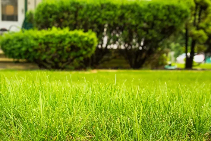 une belle pelouse verte devant une maison