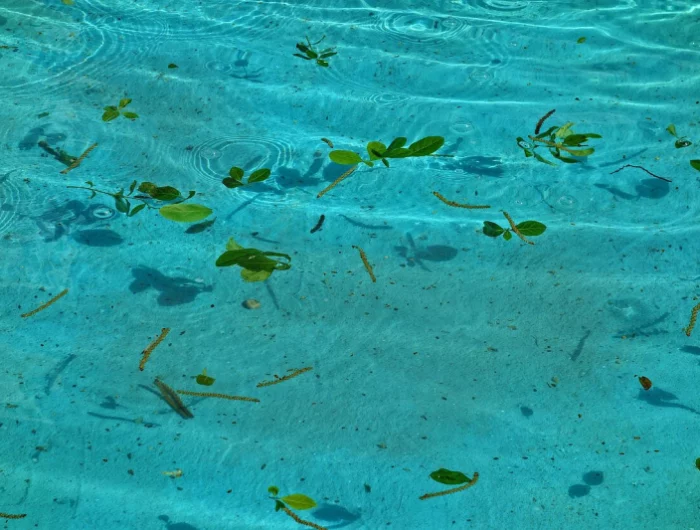 une eau de piscine avec des feuilles vertes