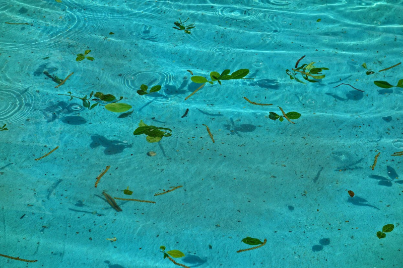 une eau de piscine avec des feuilles vertes