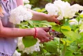 Comment stabiliser des fleurs d’hortensia facilement pour une déco 100 % naturelle
