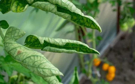 une feuille de tomates enroullée