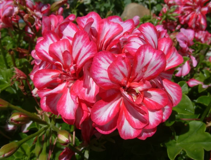 une grande fleur de geranium rose et blanc sous le soleil