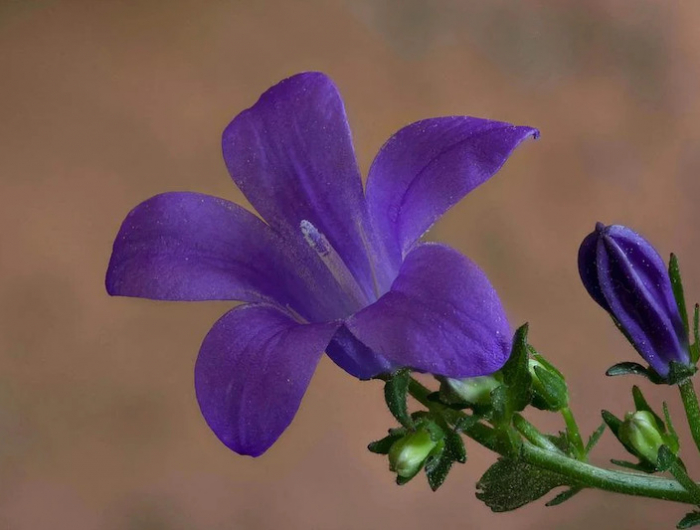 une jolie fleur violette qvec une tige longue et verte
