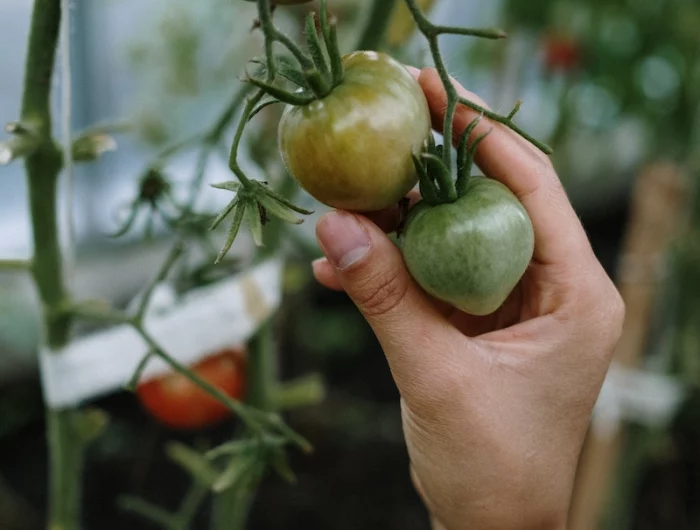 une main qui touches des tomates vertes