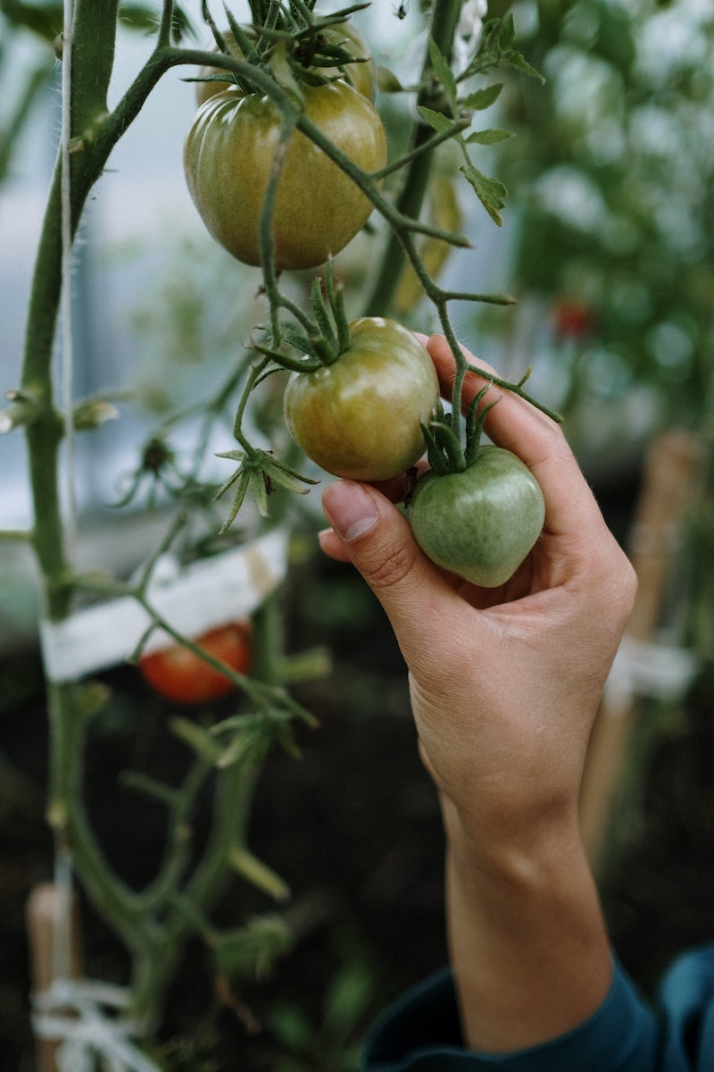 une main qui touches des tomates vertes